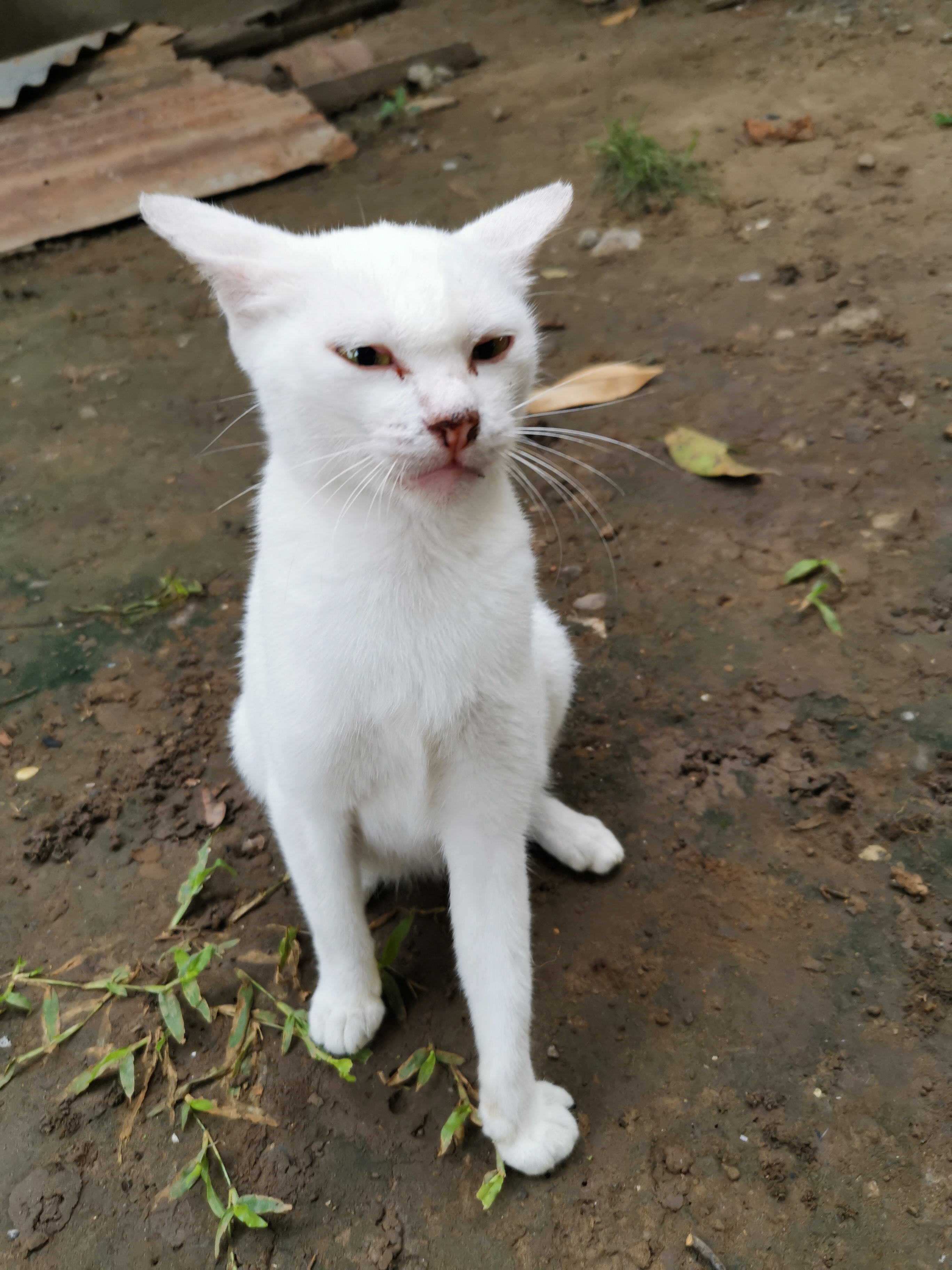sneering cat