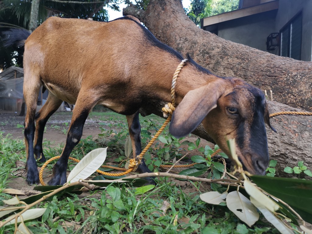 Our goat Dolly likes mango&nbsp;leaves
