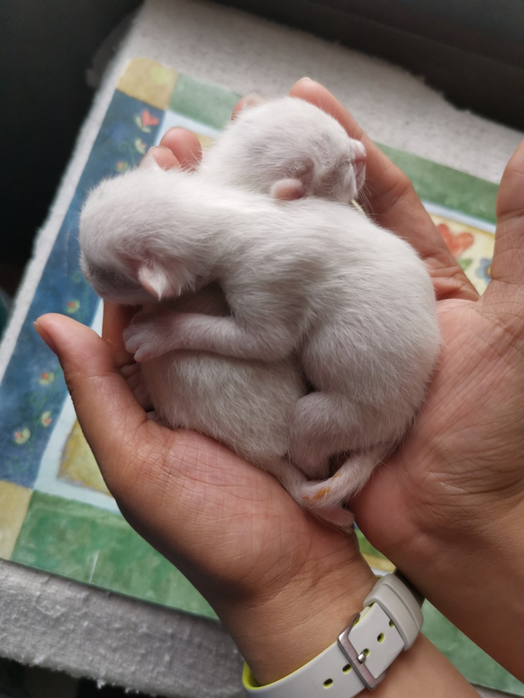 You might consider having cats at&nbsp;home