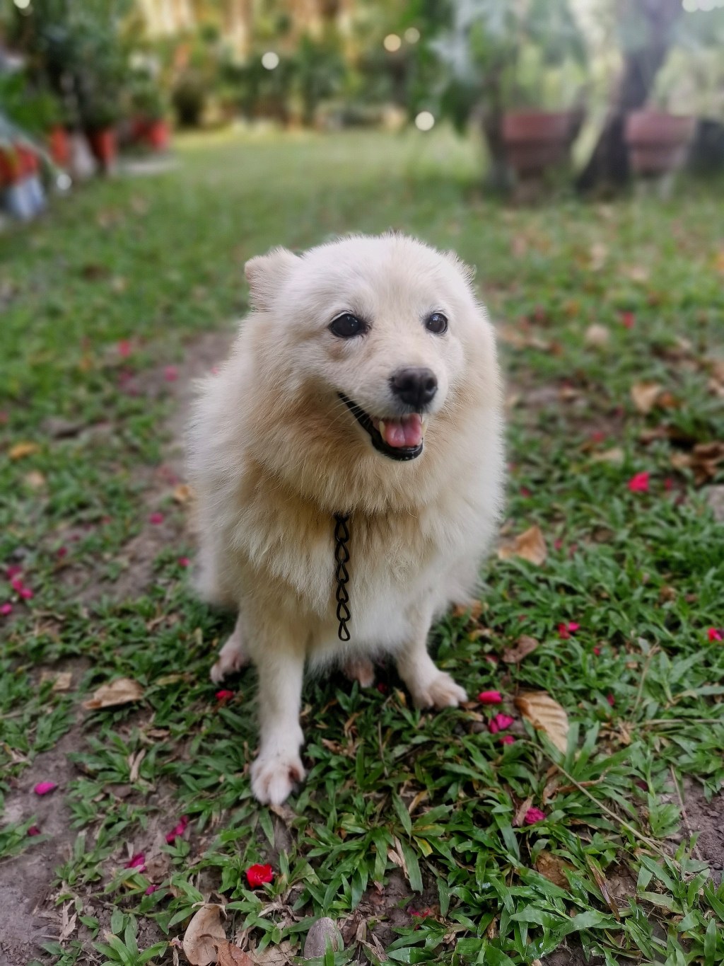 The dog is not happy