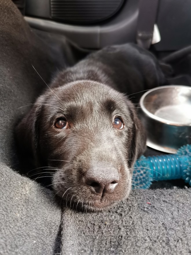black Labrador puppy inside the car
