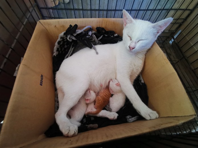 White mama cat with three newborn kittens.