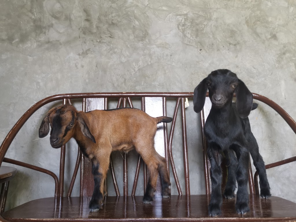 It takes a neighborhood to raise these goats
