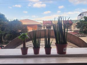 bonsai money plant and sansevieria