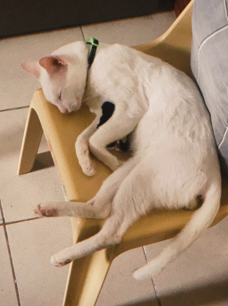 a white puspin cat sleeping on a monoblock chair while cuddling a small stuffed toy