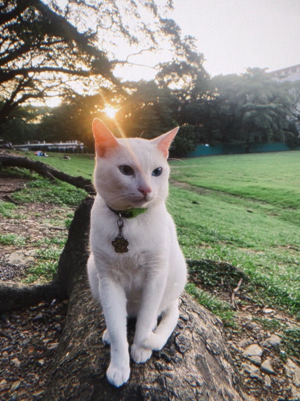 How a stray cat made us a family: One year with&nbsp;Novo