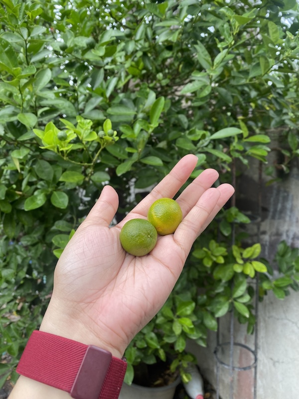 The morning I picked some calamansi fruit