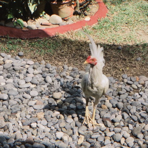 Never misses mealtime